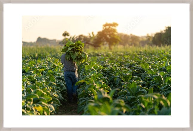 Fotografie Agriculture, farmer carrying the harvest of tobacco leaves in the harvest season