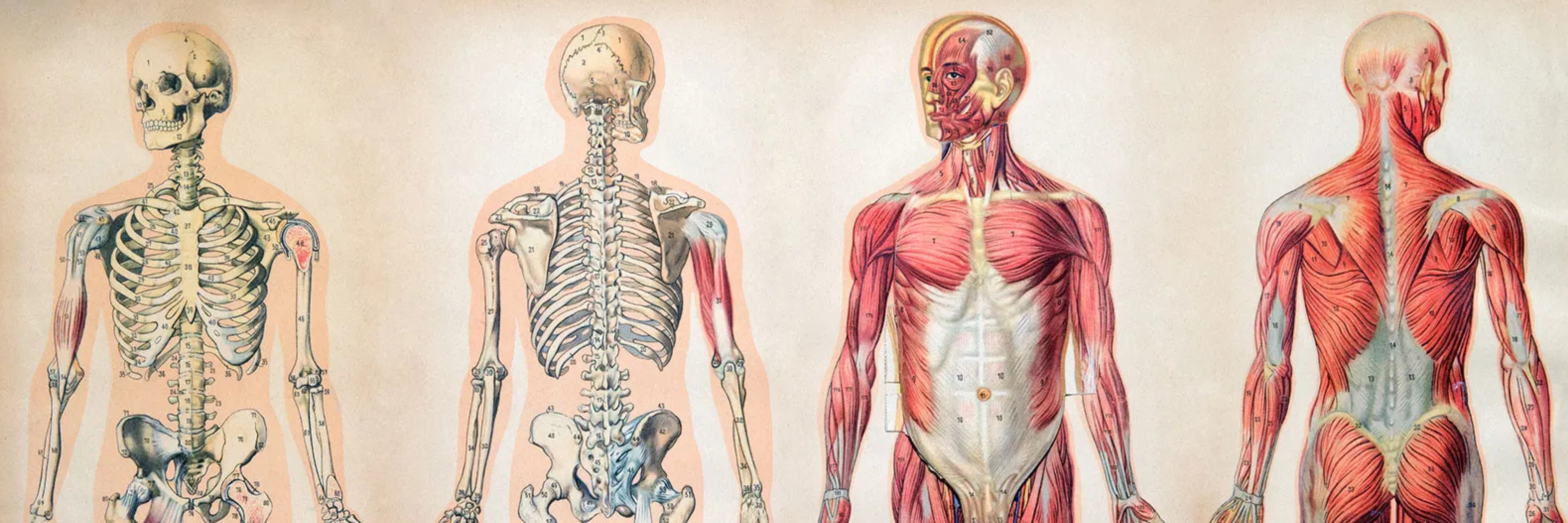 Anatomie de l'étiquette tableau masculin les muscles du dos, sur